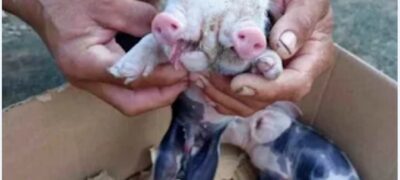 Porco nasce com bicefalia em fazenda de Feira de Santana