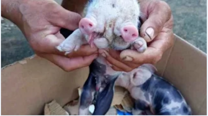 Porco nasce com bicefalia em fazenda de Feira de Santana