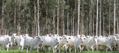 Declaração de Rebanho: segunda etapa da campanha da Iagro começa em 1º de novembro
