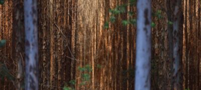 Vale da Celulose: base florestal em Mato Grosso do Sul deve crescer 40% até 2028