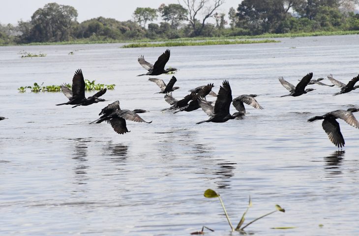 Com exemplo de MS na preservação do Pantanal, Governo Federal sanciona estatuto para o bioma