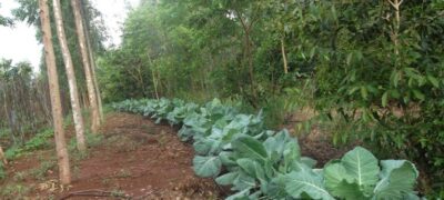 Agraer realiza Dia de Campo de Agrofloresta em Campo Grande nesta quinta