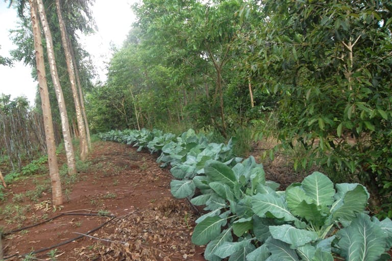 Agraer realiza Dia de Campo de Agrofloresta em Campo Grande nesta quinta