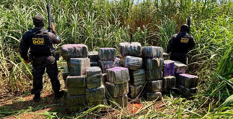 DOF apreende mais de R$ 5,5 milhões em drogas escondidas em meio a mata