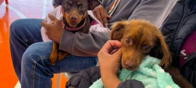 Caravana da Castração: 2ª etapa atende 9,6 mil animais e avança para Grande Dourados e Cone Sul