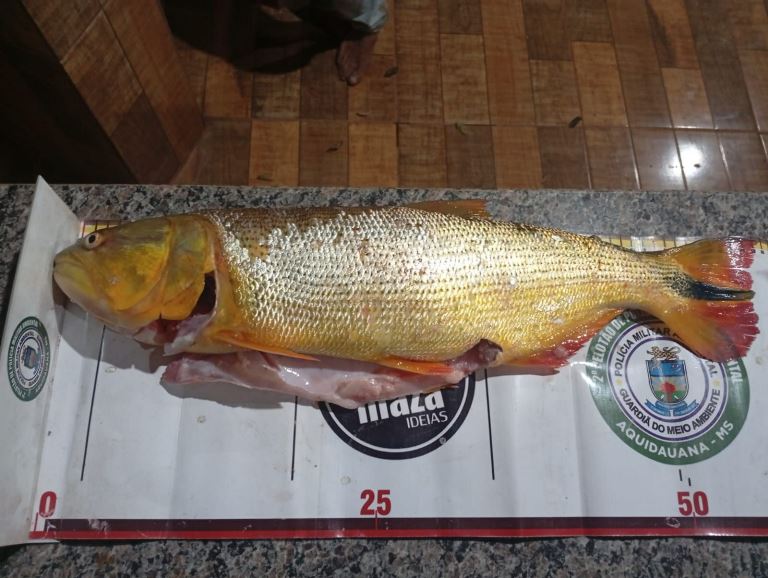PMA de Jardim Aplica Multas de Mais de R$ 13 Mil por Pesca Predatória no Rio Miranda