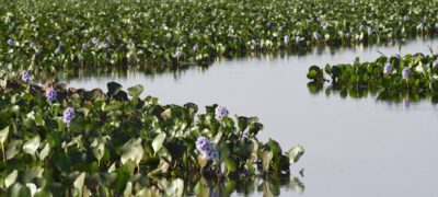 Mato Grosso do Sul na COP30: Estado apresenta ao mundo expertise única em carbono neutro e avanço econômico sustentável