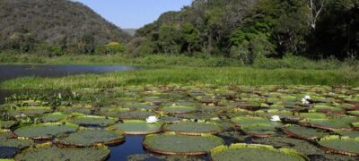 Avanços ao aliar crescimento e preservação referendam MS na COP30, e Estado adere ao ‘selo verde’ europeu