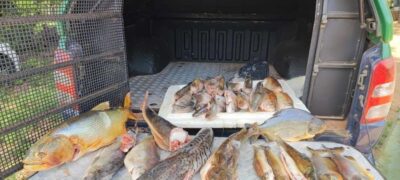 Polícia Militar Ambiental de MS Autua Indivíduo por Armazenamento Ilegal de 26 kg de Pescado Nativo