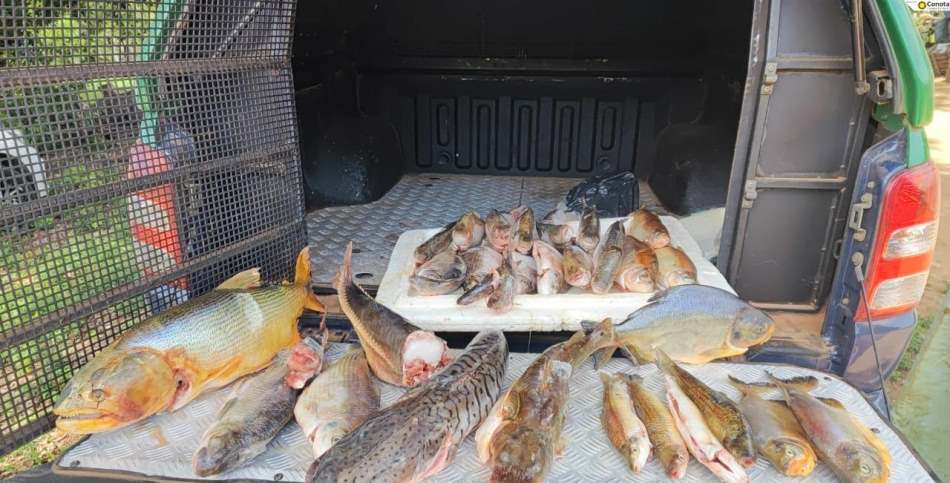 Polícia Militar Ambiental de MS Autua Indivíduo por Armazenamento Ilegal de 26 kg de Pescado Nativo