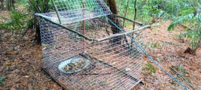 Operação Bocaiúva: Polícia desarticula quadrilha de tráfico de animais silvestres em Bodoquena (MS)