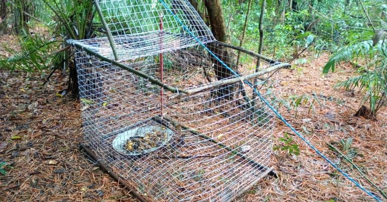 Operação Bocaiúva: Polícia desarticula quadrilha de tráfico de animais silvestres em Bodoquena (MS)