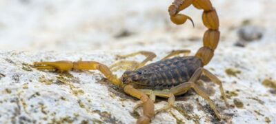 Picada de escorpião em crianças: o que fazer?