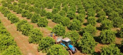 Citricultura: MS Citrus Summit vai debater nova fronteira produtiva em Três Lagoas