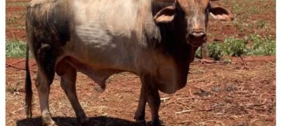 Touro de quase 1 tonelada e avaliado em R$ 50 mil desaparece de fazenda em Dourados