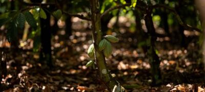 Sicredi na COP30 reforça a importância das cooperativas de crédito como solução estratégica no enfrentamento aos desafios climáticos