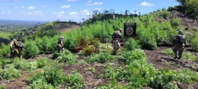 15 toneladas de maconha destruida e acampamento clandestino desmantelado em Bella Vista Norte