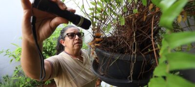 Boletim Epidemiológico: MS registra 8.461 casos confirmados de dengue