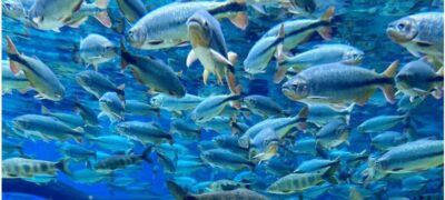 Festival de Verão 2026 movimenta Jardim nos dias 23 e 24 de janeiro