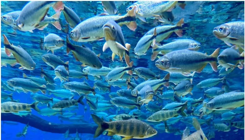 Festival de Verão 2026 movimenta Jardim nos dias 23 e 24 de janeiro