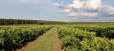 Nova fronteira agrícola: citricultura injeta R$ 2,4 bilhões e diversifica base produtiva em MS