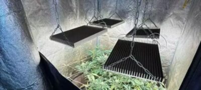 Homem é preso após polícia encontrar estufa com 121 pés de maconha dentro de casa