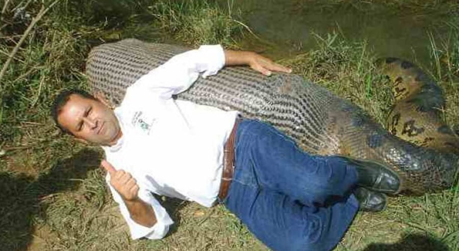 Relembre: Sidney Assis foi o jornalista de MS, que ganhou repercussão internacional após flagrante histórico com sucuri em MS