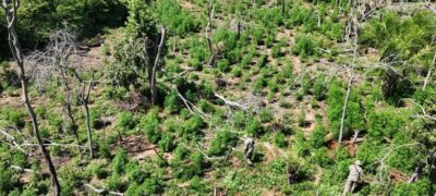 Lavoura para produção de 12 toneladas de maconha, é destruída na fronteira