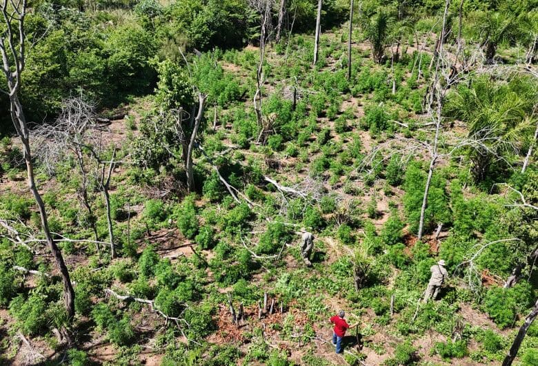 Lavoura para produção de 12 toneladas de maconha, é destruída na fronteira