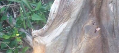 Bella Vista: Nova ocorrência de abigeato é registrada na Colônia Nova Esperança e preocupa produtores