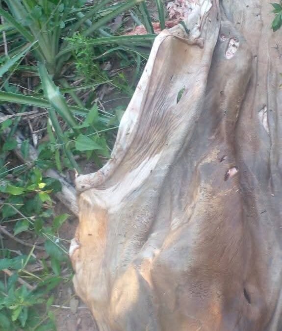 Bella Vista: Nova ocorrência de abigeato é registrada na Colônia Nova Esperança e preocupa produtores