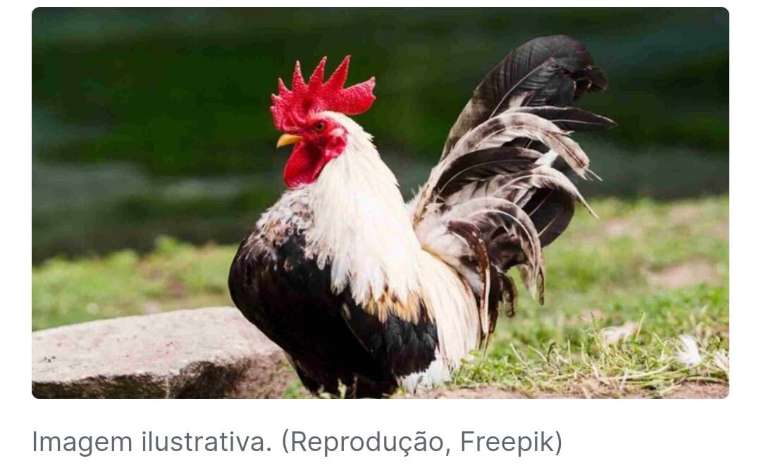 Bebê morre no dia do aniversário após ser atacado por galo no Paraguai