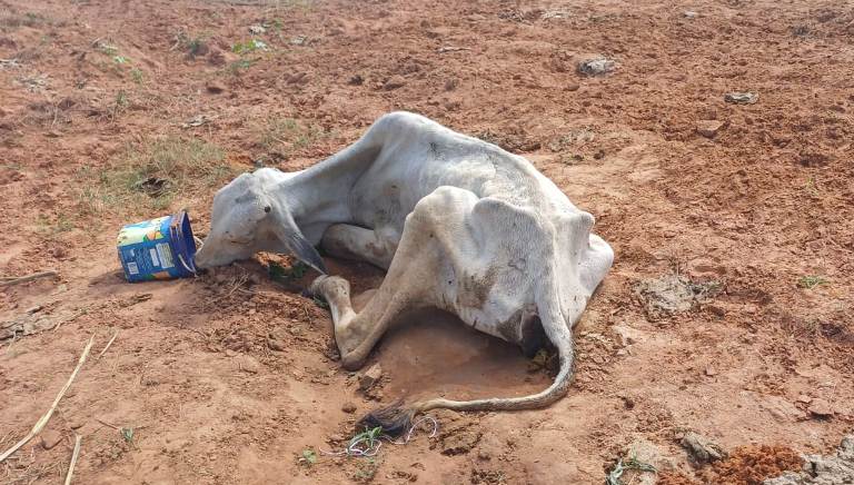 Policia Militar Ambiental de Coxim realiza autuaçãopor maus-tratos