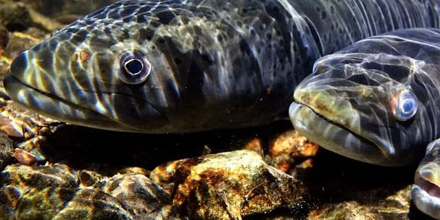 Peixes migratórios de água doce caem 81% desde 1970 devido à fragmentação dos rios