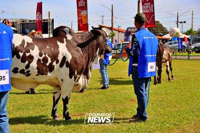 Uma das únicas no país, 60ª Expoagro é ‘exposição ouro’ para ranking nacional do Nelore Pelagens