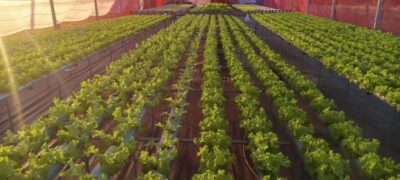 Agricultores de MS geram renda e perdem o medo da tecnologia com apoio da Fundect