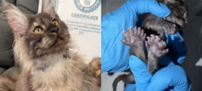 Gato com 29 dedos ultrapassa recorde mundial e entra para o Guinness Book