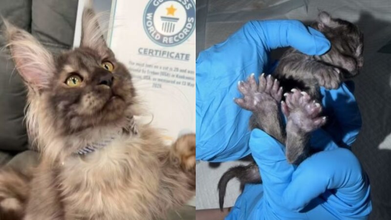 Gato com 29 dedos ultrapassa recorde mundial e entra para o Guinness Book