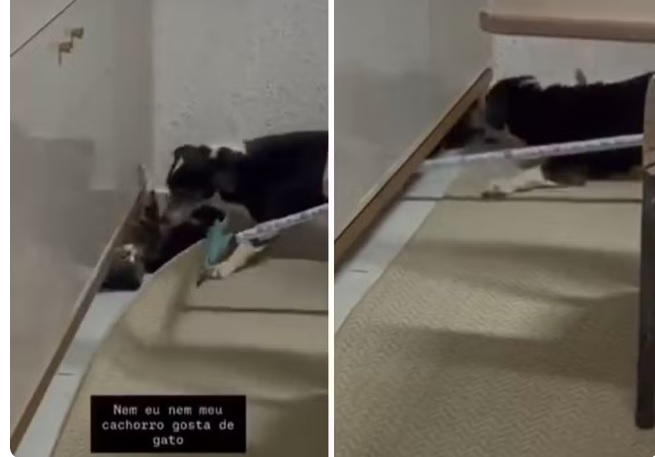Bela Vista: Mulher posta vídeo de cachorro atacando gato, gera revolta de moradores e vira alvo da polícia em MS
