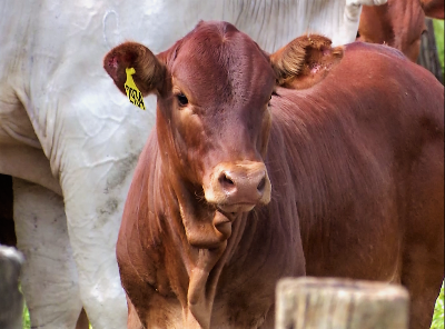 Fazendas de MS são destaque em série de reportagens especiais sobre pecuária de corte