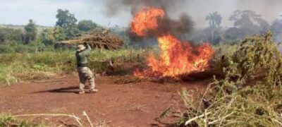 Paraguai destrói 125 toneladas de  maconha na fronteira com MS