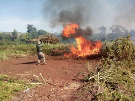 Paraguai destrói 125 toneladas de  maconha na fronteira com MS
