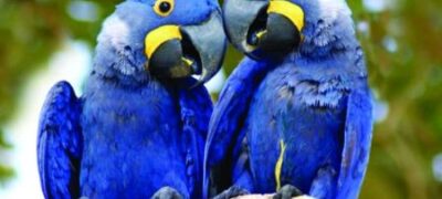 Morte de araras-azuis no Pantanal é debatido em MS