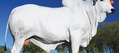 Sindicato Rural de Bela Vista volta a realizar Leilões a partir de setembro