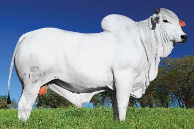 Sindicato Rural de Bela Vista volta a realizar Leilões a partir de setembro