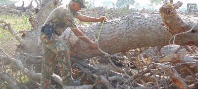 PMA autua fazendeiro em R$ 1,5 milhão por desmatamento ilegal de 1.500 hectares de vegetação nativa no Pantanal