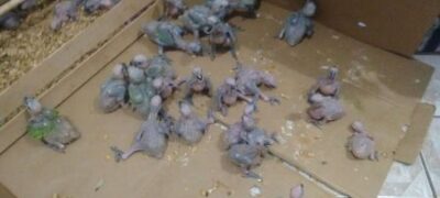 PMA apreende 175 filhotes de papagaios em Bataguassu em operação de combate ao tráfico de animais silvestres