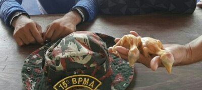 PMA autua dois paraguaios presos pela PM de Bela Vista traficando filhotes de tucanos