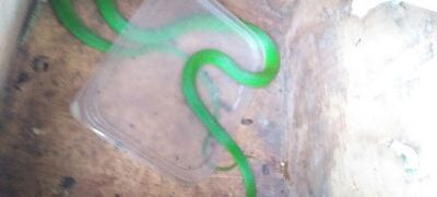PMA captura serpente em cabos e mangueiras junto a motor de veículo
