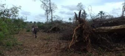 Pecuarista paranaense é multado  em R$ 22,58 mil por desmatamento